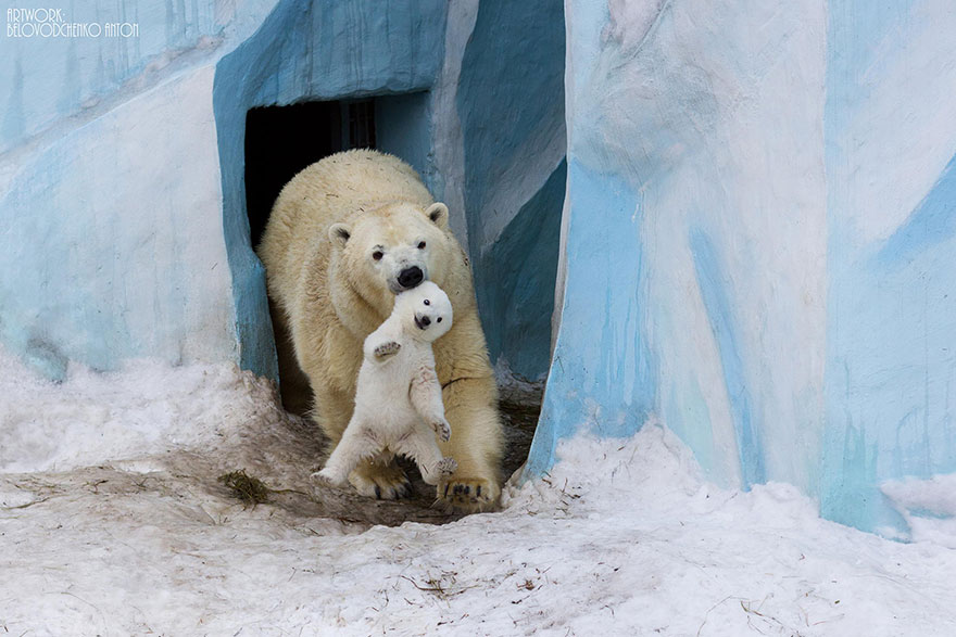 baby polar bear - Artwork Delovodchenko Anton