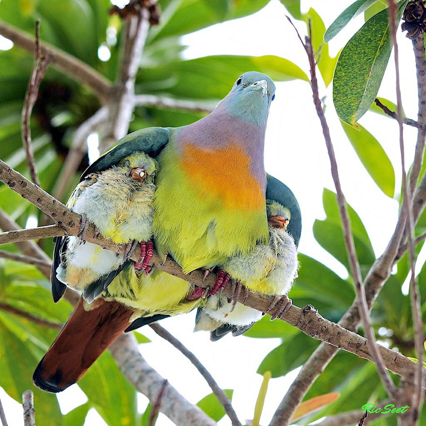 mama bird with babies - Jie Seet