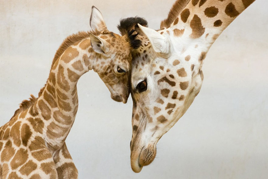 giraffe parent