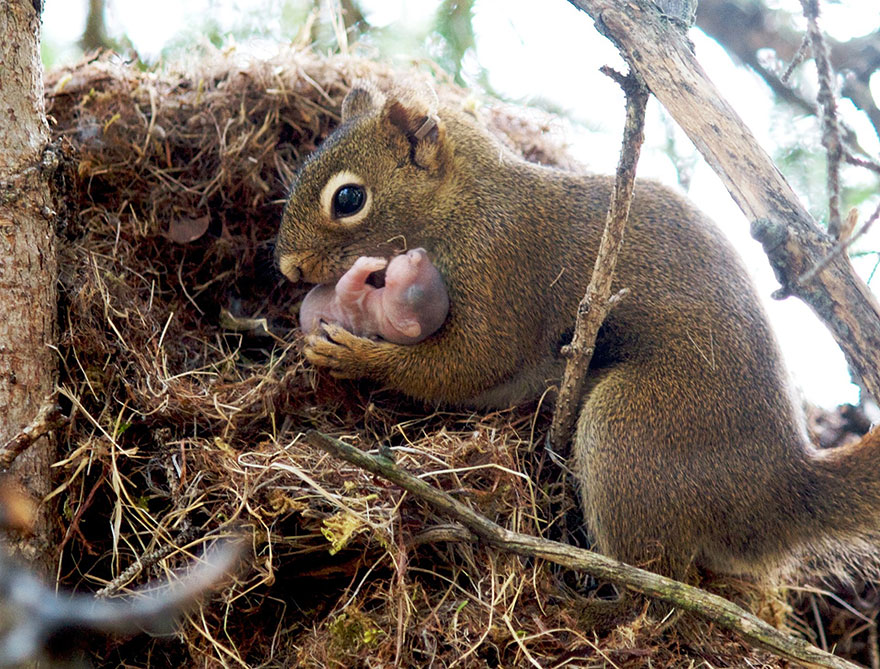 mother and baby squirrel