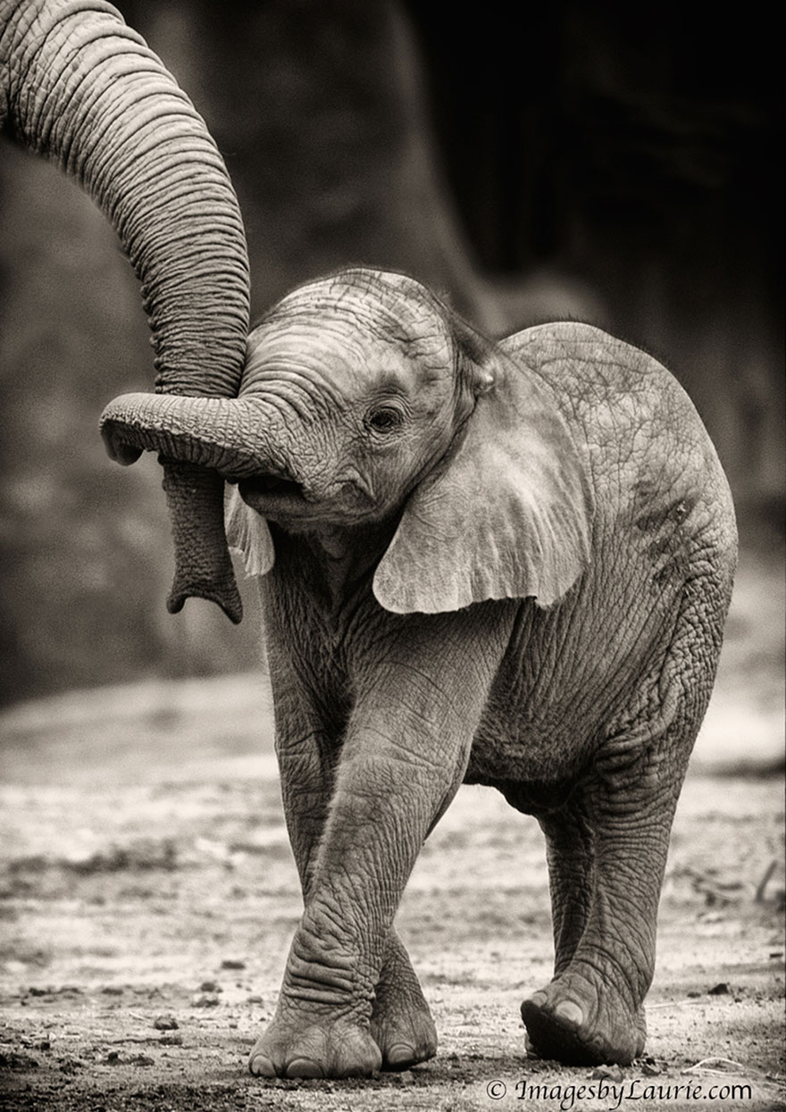 elephant holding trunks - ImagesbyLaurie.com