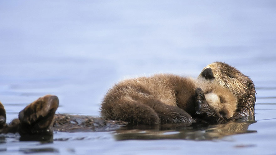 alaskan sea otter with baby