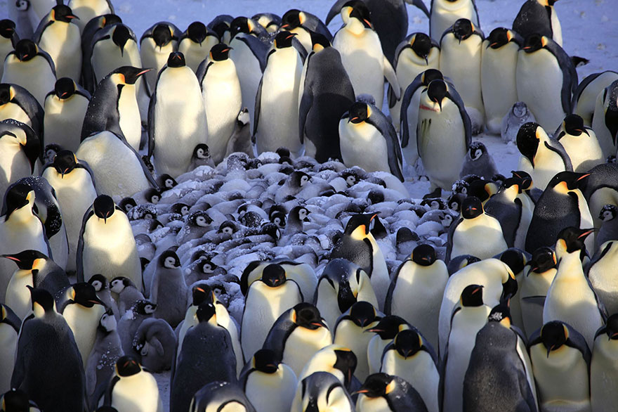 penguins in huddle - M