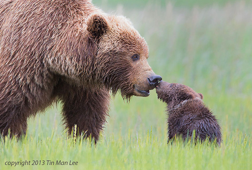 baby bear mama bear - copyright 2013 Tin Man Lee