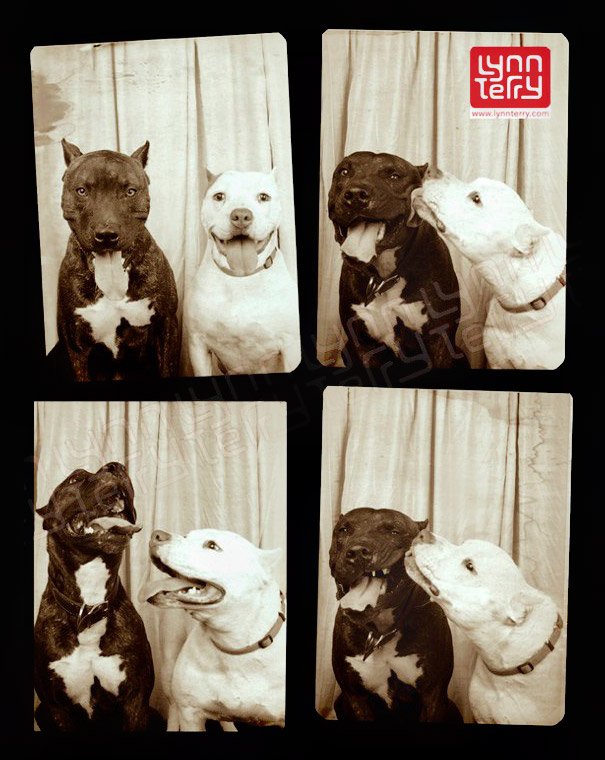 Heres What Happens When You Put Dogs In A Photo Booth