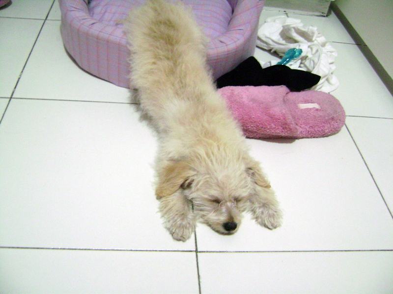 gave up lhasa apso