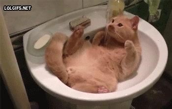 gave up cat sink gif - Lol Gifs.Net