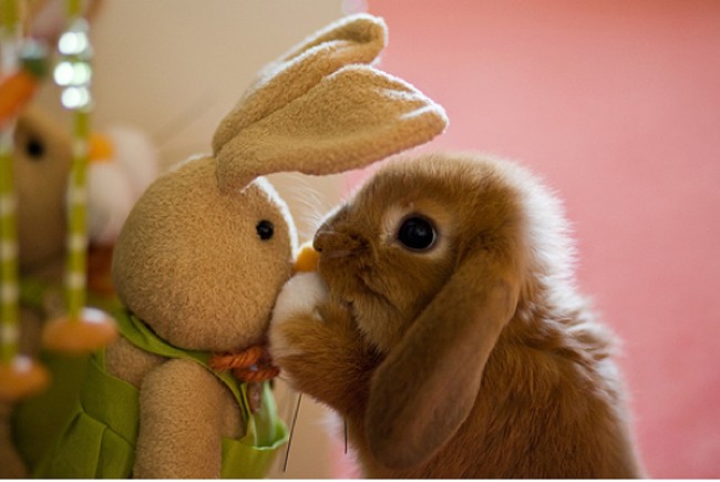 boop cute baby bunnies