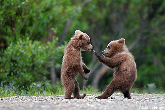 boop bear cubs fighting