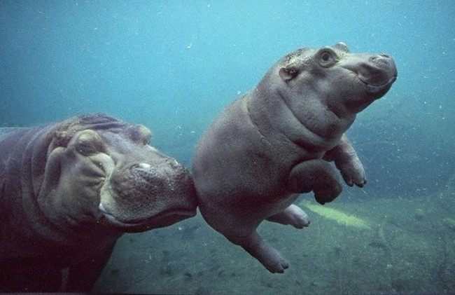 boop underwater baby hippo