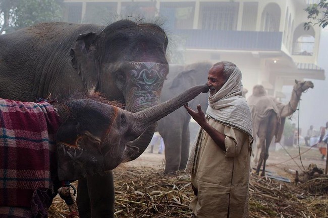 boop indian elephant