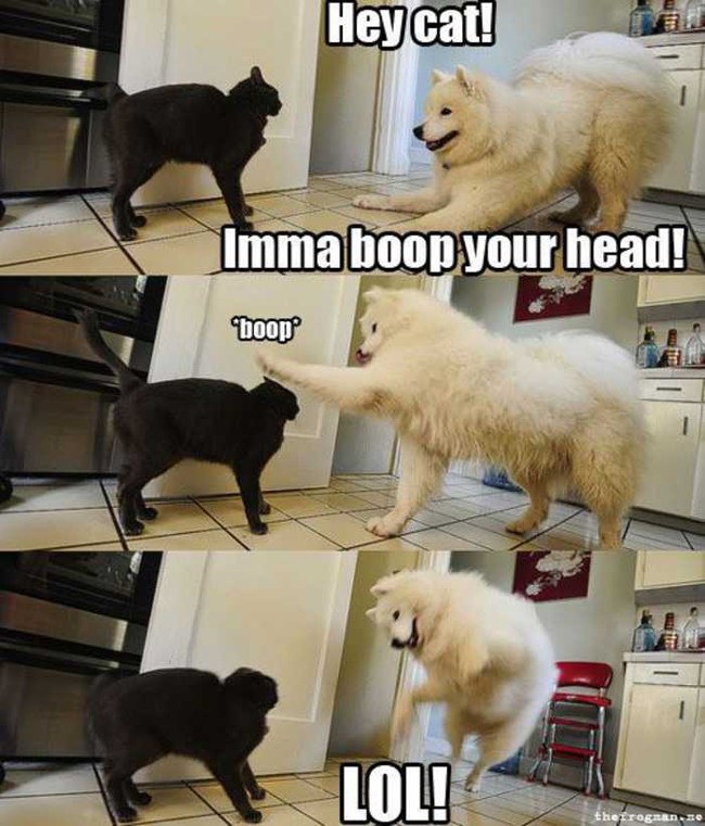 boop dog boop cat - Heycat! Imma boop your head! boop Lol! thetrogano