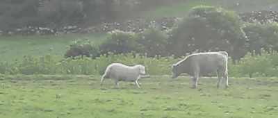 boop cow and sheep gif