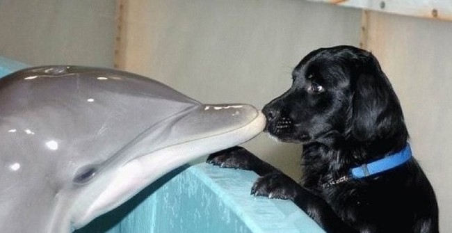 boop dolphin dog
