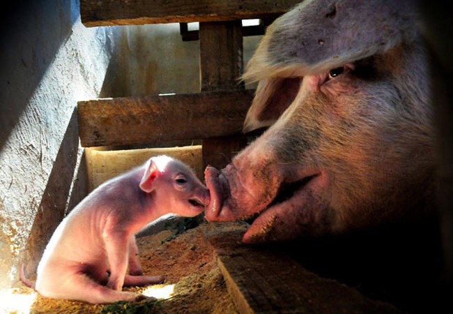 boop mother and baby pigs factory farms