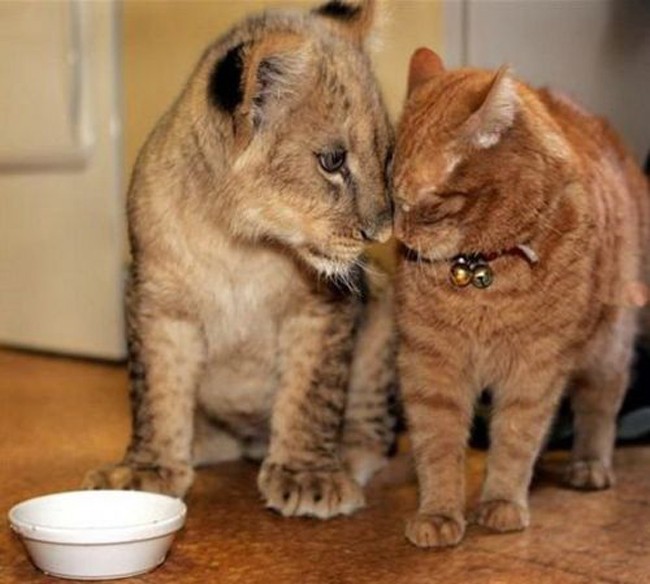 boop lion cub and cat