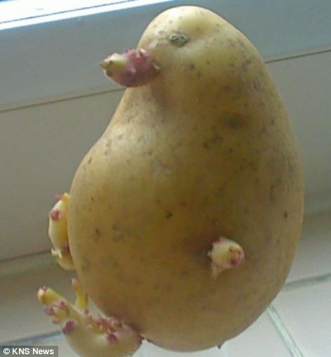 Penguin potato