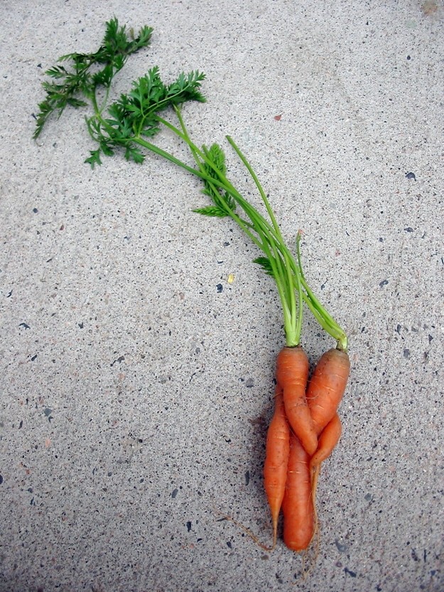 Heimlich carrots