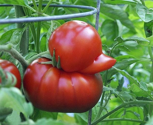 Ducky tomato