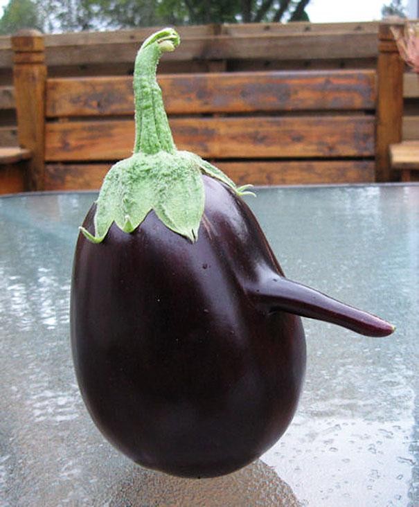 Penguin eggplant or long-nosed eggplant!