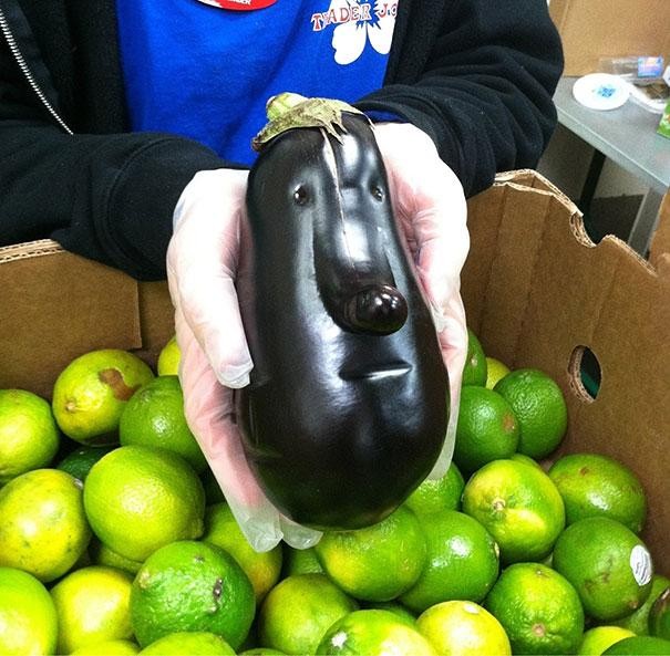 One very solemn eggplant