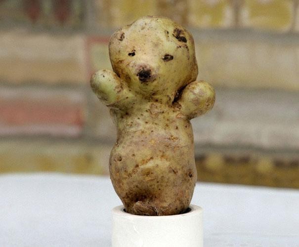 Teddy bear potato