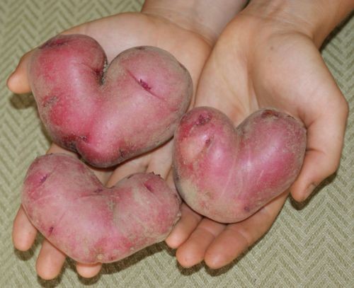 Valentine potatoes