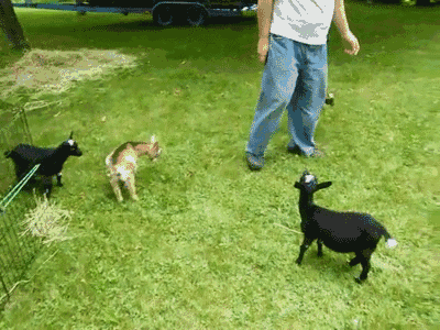 Goats Love Thrills, And They Don't Care What You Think. 15 gifs