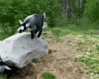 Goats Love Thrills, And They Don't Care What You Think. 15 gifs