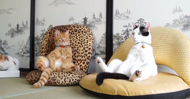 30 Cats That Sit Weird Because Cats Are Weird