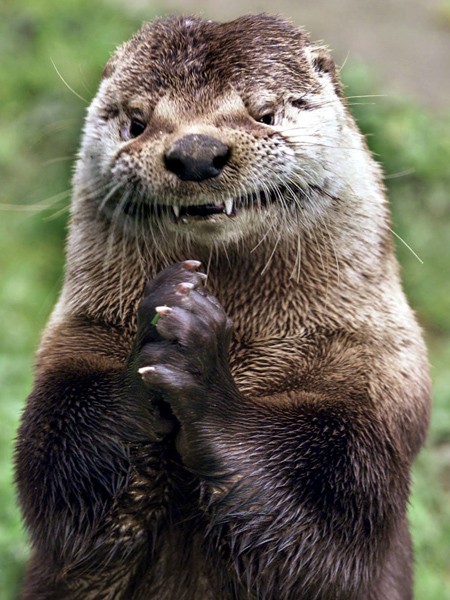 This otter who knows you'll never find the bomb in time