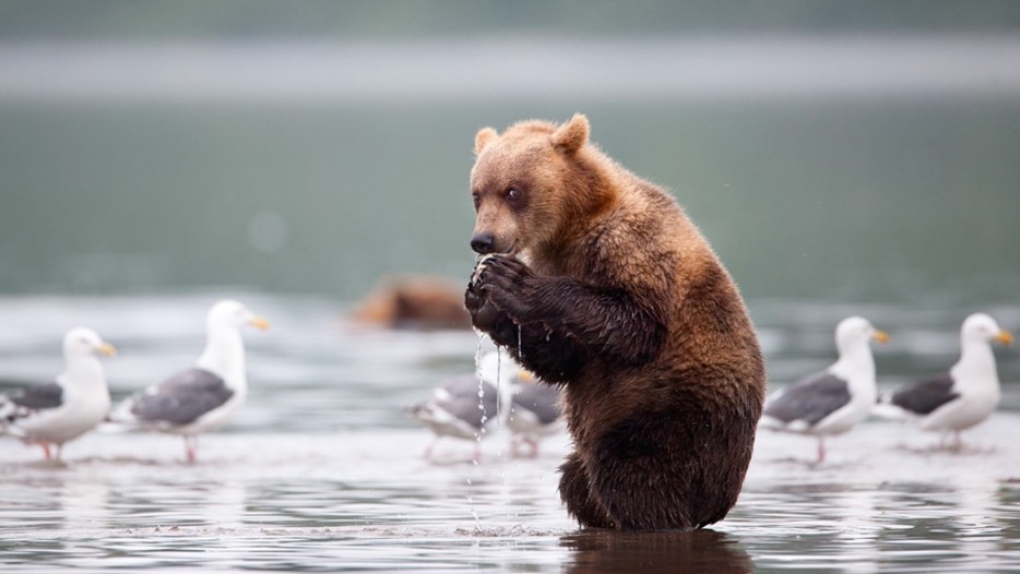 This bear whose avian companions have no idea what's in store for them