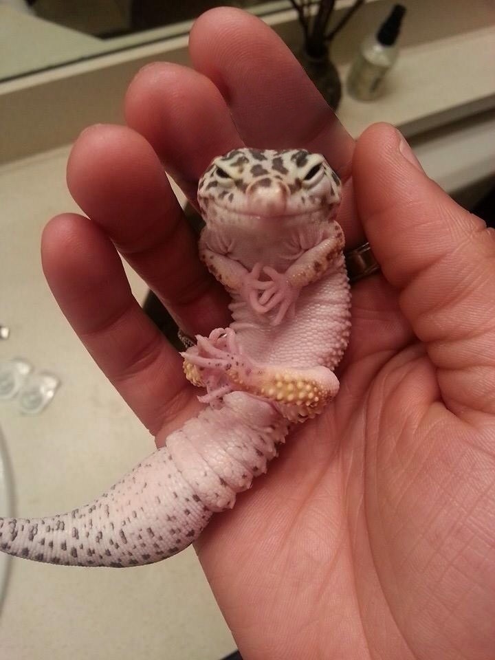 This lizard who has been expecting you