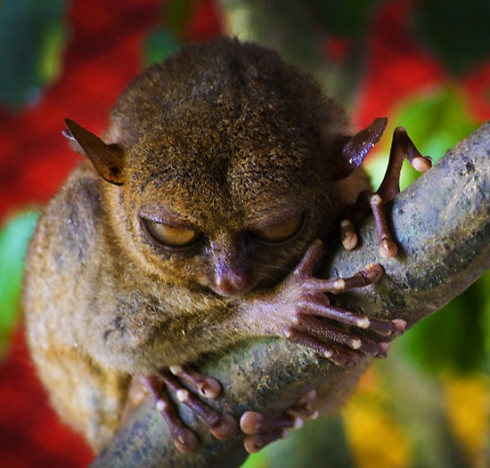 This tarsier who knows you can't hide forever