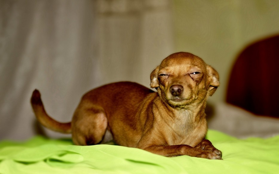 This dog who can't wait til you see what found its way into his poop