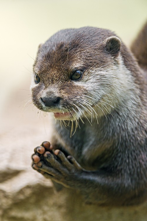 This otter who is about to pull off the perfect crime