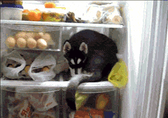 When this pup realized that the fridge was where he'd belonged all along.