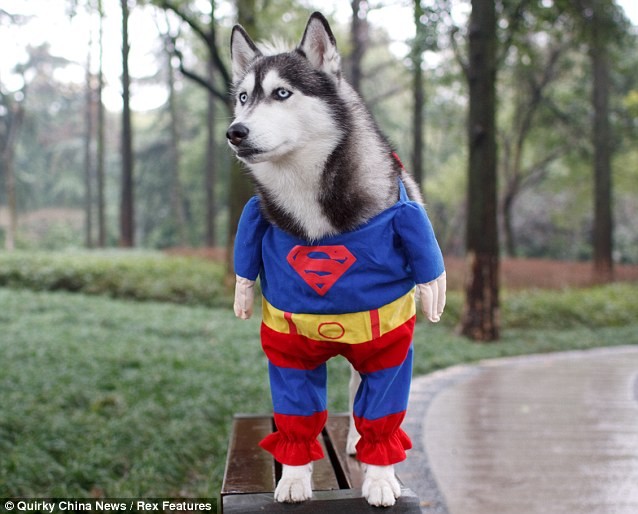 When this distinguished individual realized his dream of becoming a superhero.