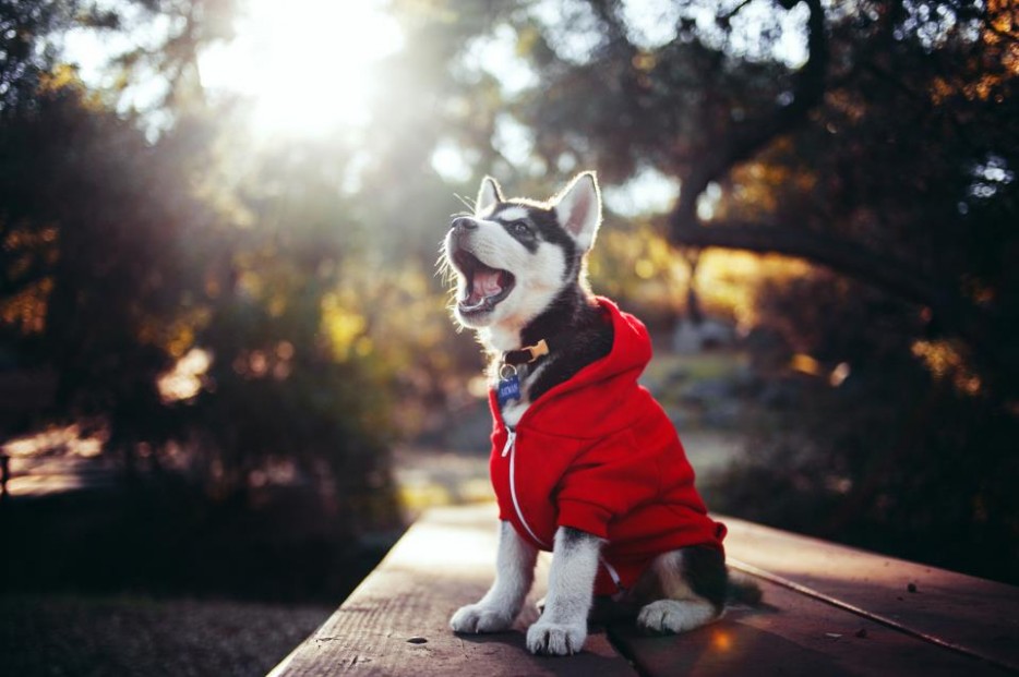 When this pup rocked a hoodie and even the sun took notice.