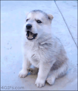 When this darling tried to howl for the first time.