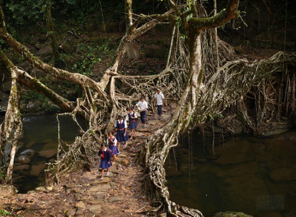 This natural tree footbridge can be found in India