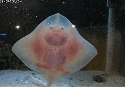 Cutest Sea Creatures To Ever Swim Their Way Into Your Heart
