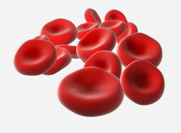 Red blood cells make the entire journey around the body in about 20 seconds