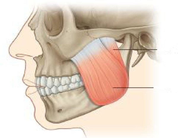 The masseter, or jaw muscle, is the strongest muscle in the human body