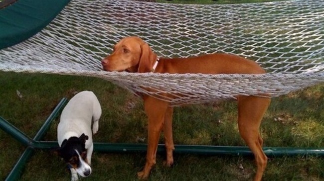 25 Very Stuck Dogs