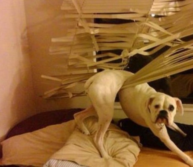 25 Very Stuck Dogs