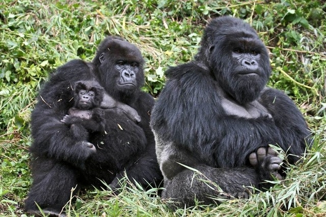 Animal Families That Have A Better Family Portrait Than You