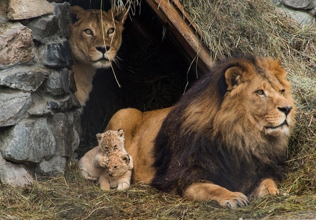 Animal Families That Have A Better Family Portrait Than You