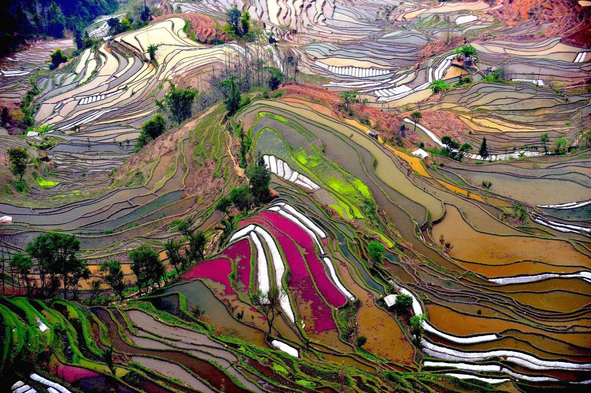 The rice field terraces of Yunnan, China.