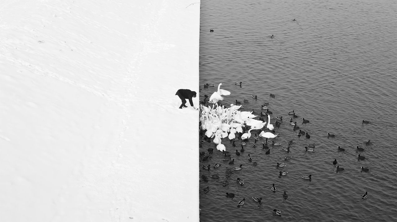 A man feeding swans in the snow.